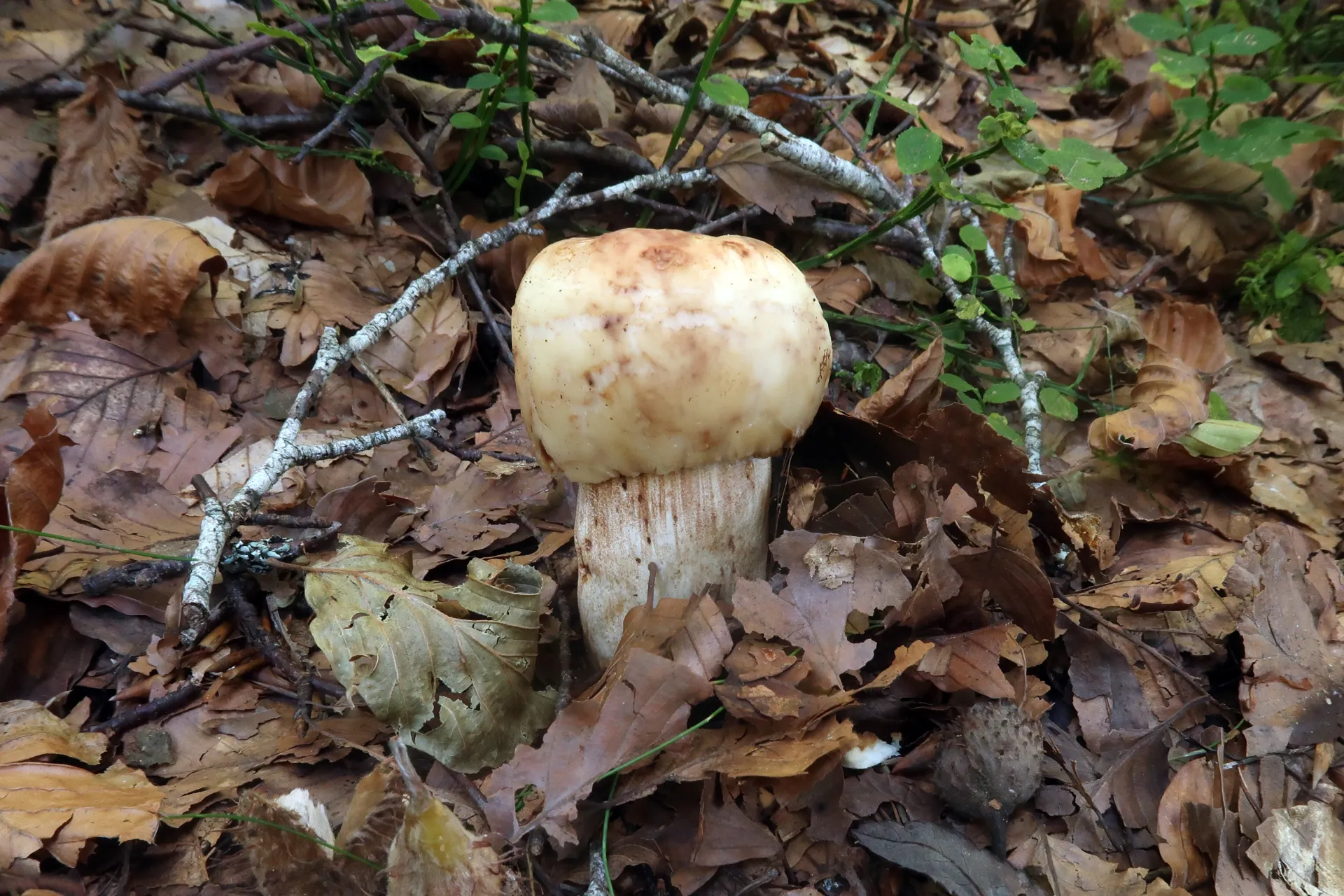 Russula illota - 1 - IMG_0209